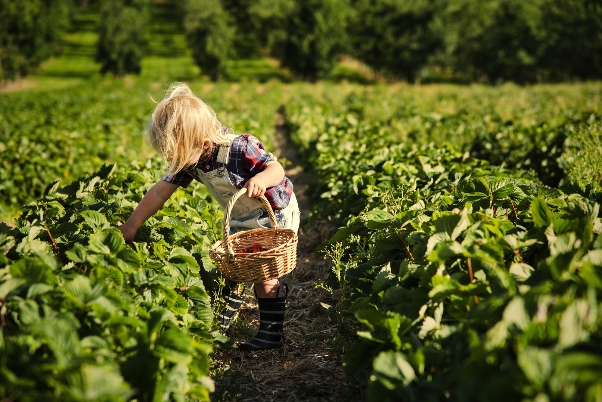 Kid in strawberry farm Kid in strawberry farm